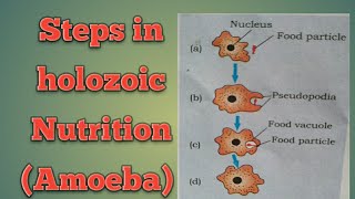 Steps in holozoic Nutrition Chapter 6 NCERT  Video 4 [upl. by Dnaltiak225]