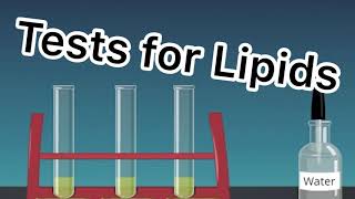 Qualitative Tests for Lipids [upl. by Aihsened645]