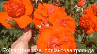 Polyantha rose jasmine and funny dog Поліантова троянда жасмін та весела собака [upl. by Eckardt]