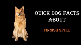 Quick Dog Facts About The Finnish Spitz [upl. by Dnanidref241]