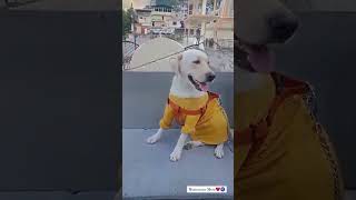 Munna Mera😍🧿youtubeshorts trending dog petlover [upl. by Drallim]