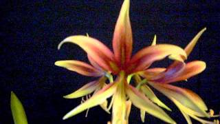 Amaryllis Bulb Cybister La Paz Hippeastrum [upl. by Kyle]