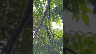 2 Rufous treepie bird youtube bird shortvideo shorts youtubeshort [upl. by Juley738]