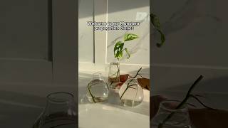 Give me your tips for Monstera propagation 🌿 propagation monstera waterpropagation houseplant [upl. by Nnaeirelav]