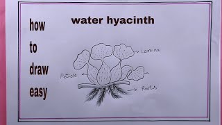 how to draw water hyacinth easywater hyacinth drawing easy [upl. by Eniamrahc607]