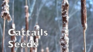 Cattails Seeds [upl. by Acirrej199]