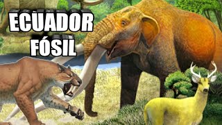 🦁 Descubre los fósiles de Ecuador Megafauna Megamamíferos 🐘 [upl. by Mariano]