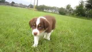 Red Tri Australian Shepherd Puppy [upl. by Lizbeth]