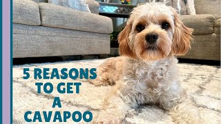 5 REAL Reasons You Should Get a Cavapoo 🐶  What You Need to Know [upl. by Hirza]