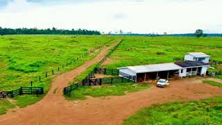 Fazenda à venda no Estado de Rondônia [upl. by Nahallac]