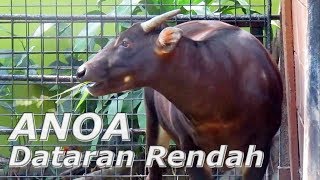 ANOA Dataran Rendah Bubalus depressicornis  Hewan Langka Khas Sulawesi [upl. by Guthrey284]