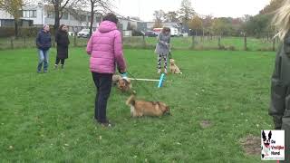 E G honden training Zaterdag 16 November 2024 [upl. by Ayanat49]