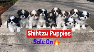 Shihtzu puppies available for sale in Hyderabad shihtzus pets puppy lovepets petlover [upl. by Ainatnas]