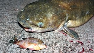 How to catch catfish with bluegill  fishing for catfish with bluegill [upl. by Ailemaj670]