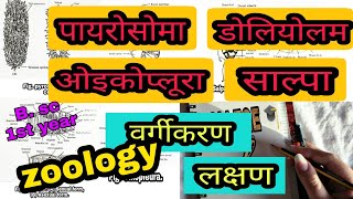 पायरोसोमाडोलियोलम ओइकोप्लूरा Oikopleura साल्पा Salpa वर्गीकरण  लक्षण ।Bsc part 1 zoology [upl. by Hephzipa5]