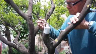 Innesto di Agrumi Arancio su Mandarino  Grafting an Orange [upl. by Sammons]