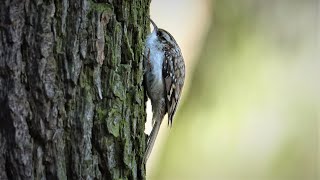 Šoupálek dlouhoprstý Certhia familiaris Eurasian treecreeper Обыкновенная пищуха Waldbaumläufer [upl. by Celesta888]