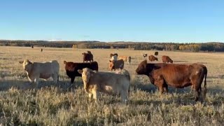 Cunningham Cattle Co  850 January Weaned Steers  215 Head Sundre AB [upl. by Gleason]