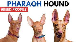 Pharaoh Hound Dog Breed Profile History  Price  Traits  Pharaoh Hound Dog Grooming Needs [upl. by Nanine896]