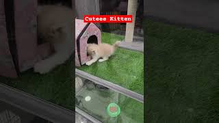 Cuteeee kitten Playing🥰🥰cat kitten shortsfeed viralshorts [upl. by Annor]