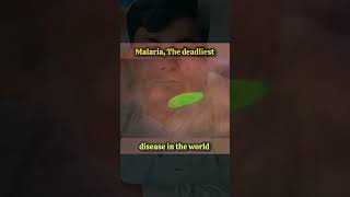 Malaria disease in the world medical foryou rbcsplasmodium plasmodiumfalciparum plasmodiumv [upl. by Hance]