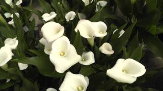 Calla Lily quotCrystal Blushquot  All time favorite white mini calla lily [upl. by Ezaria]