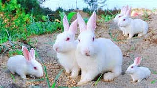 Funny amp Cute Baby Rabbit Moments OneMorePlease Rabbit Video Funny 🐰🐇 [upl. by Charlton250]