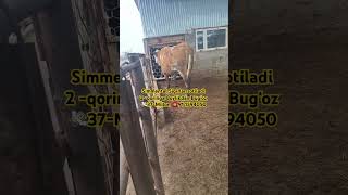 music love remix edm sigirboqish cow angus farm simmental cows cowandbull osonbozor [upl. by Allwein207]