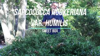 Sweet box Sarcococca hookeriana var humilis  Plant Identification [upl. by Navi]