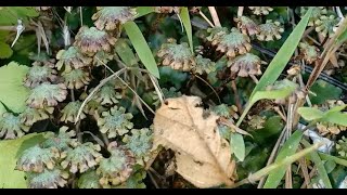 Marchantia  Male Antheridium [upl. by Wappes]