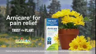 Arnica and Aloe Plant  Relieve Pain with Arnicare [upl. by Naujit57]