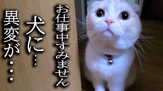 深夜に犬の異変に気づいた猫について行った結果 [upl. by Mannie]