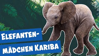 Elefantenbaby Kariba feiert Geburtstag  Panda Gorilla amp Co [upl. by Meehyrb430]