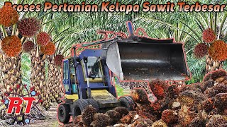 Pertanian Kelapa Sawit Modern Dari Indonesia Dan Malaysia [upl. by Nahtnahoj]