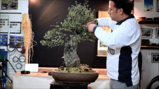 Bonsai Alambrando un alcornoque [upl. by Hanahsuar]