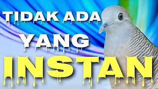 TRIK JITU RAWATAN 17 EKOR PERKUTUT  CARA PRAKTIS amp LENGKAP RAWATAN BURUNG PERKUTUT [upl. by Ilrebma919]