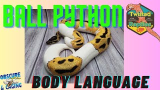 Ball Python Body Language [upl. by Amoreta]