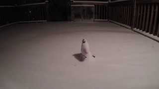 Winter Storm time lapse two feet of snow in 60 seconds in Waterford Connecticut [upl. by Atoiganap]