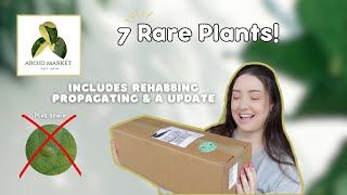 Aroid Market Plant Unboxing Plus Rehabbing amp Propagation  2 Parts 📦🌿✂️ [upl. by Constancia]