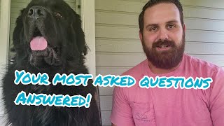 Questions Newfoundland Dog Owners Get Everyday Newfies QampA [upl. by Natalina]