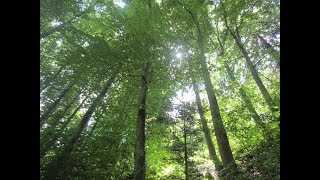 Célébration Chants chamaniques  Elise Ferran [upl. by Lleuqram]