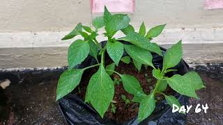 Growing Bell Pepper From seed to Fruit 111 days Time Lapse in 5 minutes [upl. by Norma48]