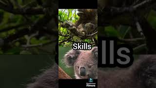 Threetoed sloth VS koala animals animales debates gozillavskong edit vsedit [upl. by Edwards]