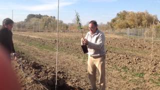 ¿Como plantar un Almendro en Maceta Otro ejemplo [upl. by Skip223]