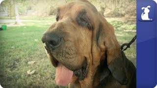 Bloodhound  Doglopedia [upl. by Ardiedal]