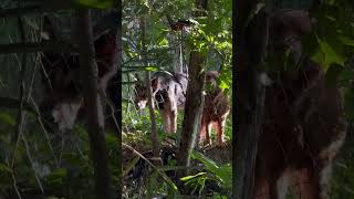 Perros 🐕 muy enojados ladrando cuidando una finca [upl. by Ainek851]