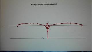 Cięcie winorośli wyprowadzanie formy Guyota pierwszy rok [upl. by Hagi394]