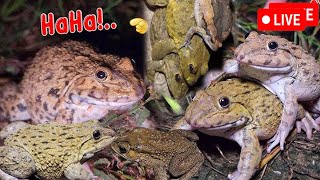 🤏🐸Boing Boing web catching frogs🤏🐸flying amp Jumping Part 8 [upl. by Amla]