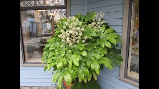 Fatsia japonica are great in containers [upl. by Malik394]