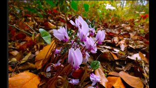 The Greek cyclamen Cyclamen graecum by Theo [upl. by Audre415]